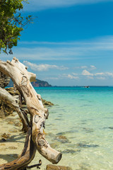 Old tree on Tub island (Koh Tub) in Andman sea, Krabi province, Thailand