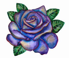Illustration rose, made with color pencils and watercolor. white background