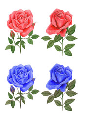 Illustration roses ,made watercolor . on white background