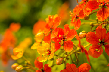 red hibiscus blossoms in sunlight