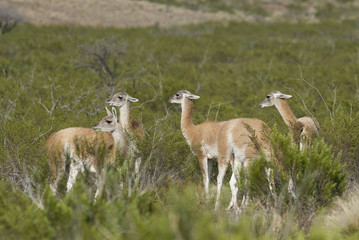 Guanacos, La Pampa, Argentina