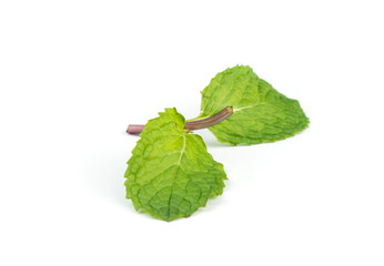 Fresh peppermint  leave.