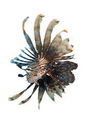 Fototapeta na wymiar Lionfish fish isolated on white background