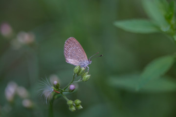 Gray butterfly perched on a branch green on a green background