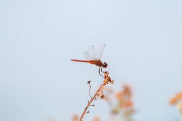 Red Dragonfly Island brown twigs on a blue background
