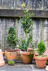 romantic idyllic plant table in the garden with old retro flower pot pots, tools and plants