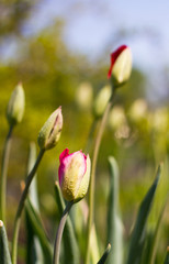 Photo blooming tulips in a field against the sky