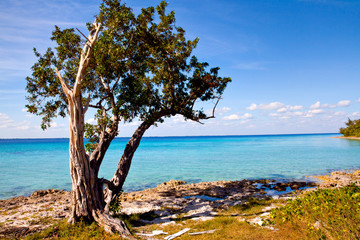 Palm tree on the beautiful Playa Giron, Pigs Bay, Cuba