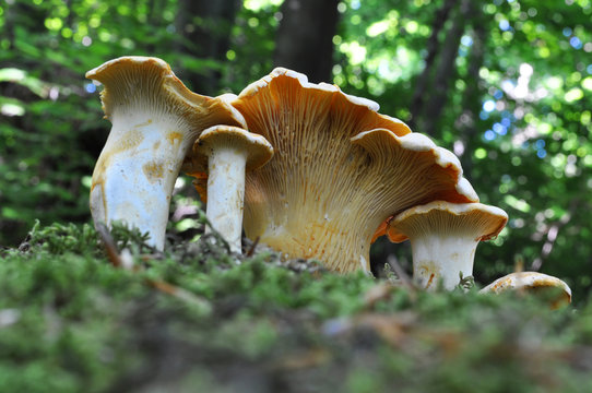 Group of chanterelle mushroom in the wood, CANTHARELLUS CIBARIUS