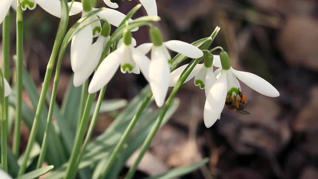Schneegl&ouml;cken mit Bienen im Sonnenschein mit Audio