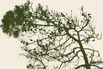 pine branch with the cones