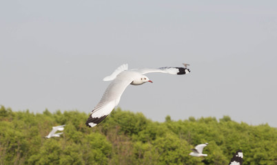 Seagull