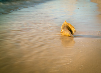 Obraz na płótnie Canvas conch shell beach Caribbean 