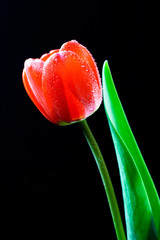 Photo of tulips on a black background