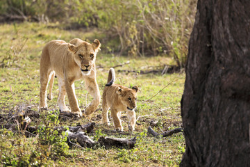A lioness and her cat walk and hunt.