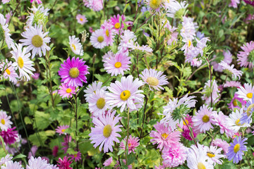 The background image of the colorful flowers