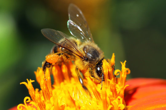 Bee on beautiful orange flower, macro photo, closeup