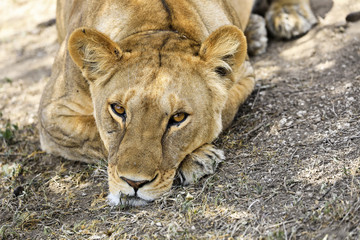 Headshot of a resting lioness in Tanzania