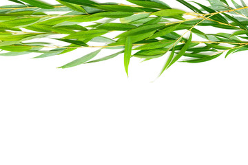 willow branch with leaves on a white background