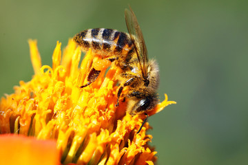 Bee on orange flower, macro photo,  closeup