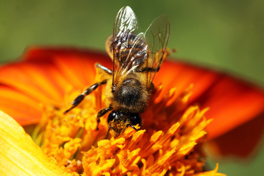 Honeybee on orange flower, closeup