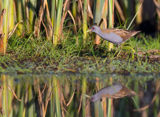 Little Crake - Porzana parva - male bird feeding at a wetland