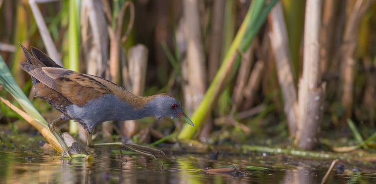 Little Crake - Porzana parva - male bird feeding at a wetland