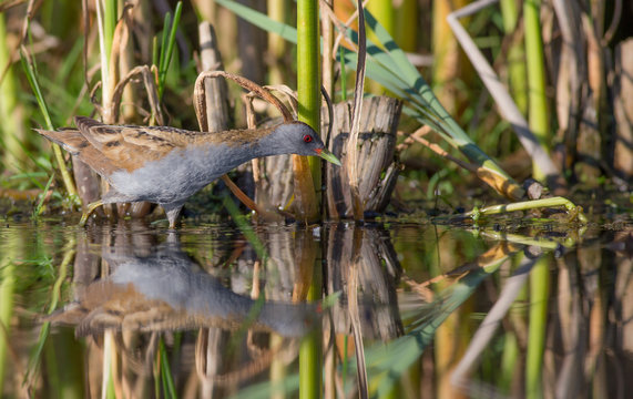 Little Crake - Porzana parva - male bird feeding at a wetland