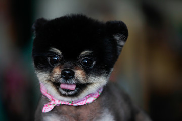 Puppy Pomeranian dog.