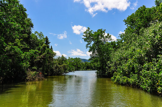 Fototapeta Rivery scenery in Daintree Rainforest, Australia