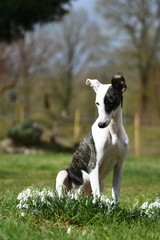 Whippet Welpe im Frühling