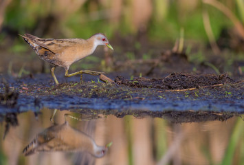 Little Crake - Porzana parva female feeding at a wetland