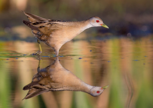 Little Crake - Porzana parva female feeding at a wetland