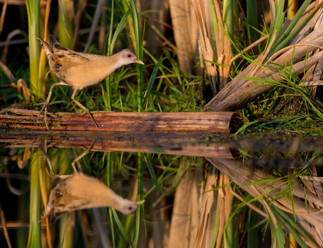 Little Crake - Porzana parva female feeding at a wetland