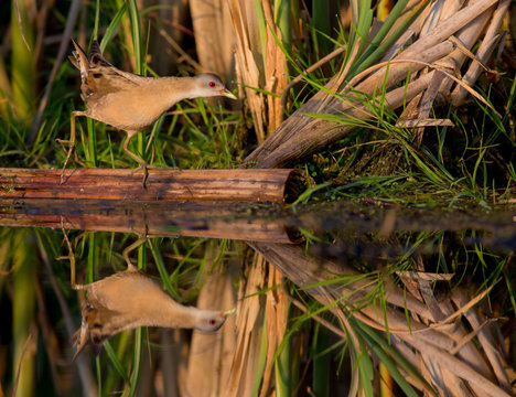 Little Crake - Porzana parva female feeding at a wetland