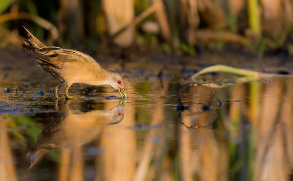 Little Crake - Porzana parva female feeding at a wetland