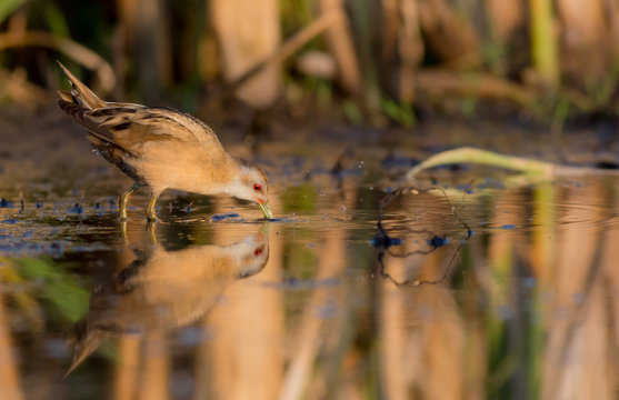 Little Crake - Porzana parva female feeding at a wetland