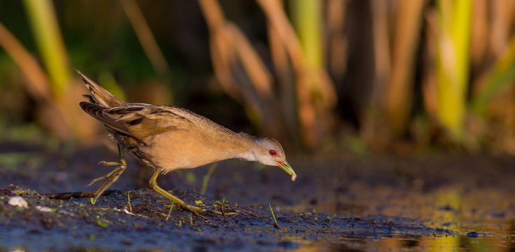Little Crake - Porzana parva female feeding at a wetland