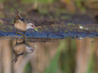 Little Crake - Porzana parva female feeding at a wetland