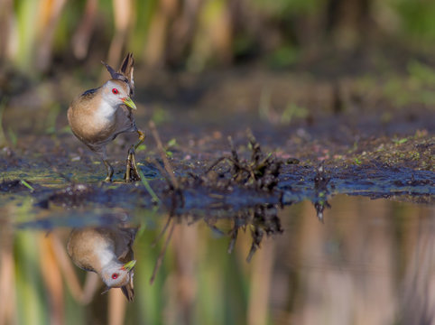 Little Crake - Porzana parva female feeding at a wetland
