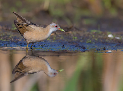 Little Crake - Porzana parva female feeding at a wetland
