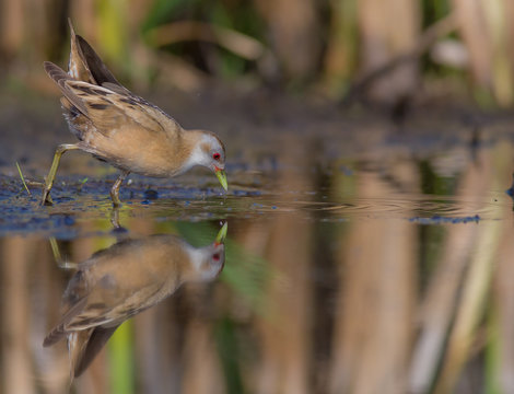 Little Crake - Porzana parva female feeding at a wetland