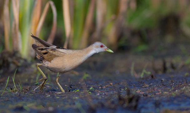 Little Crake - Porzana parva female feeding at a wetland
