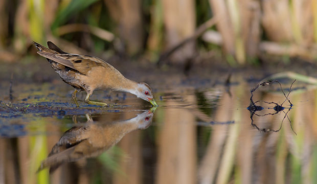 Little Crake - Porzana parva female feeding at a wetland