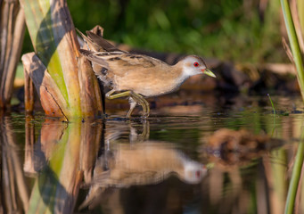 Little Crake - Porzana parva female feeding at a wetland