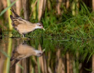 Little Crake - Porzana parva female feeding at a wetland