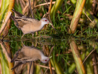 Little Crake - Porzana parva female feeding at a wetland