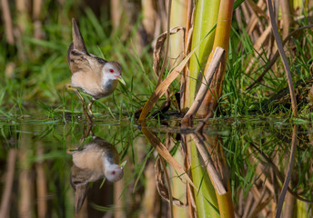 Little Crake - Porzana parva female feeding at a wetland