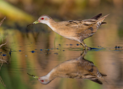 Little Crake - Porzana parva female feeding at a wetland