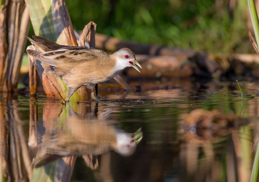 Little Crake - Porzana parva female feeding at a wetland